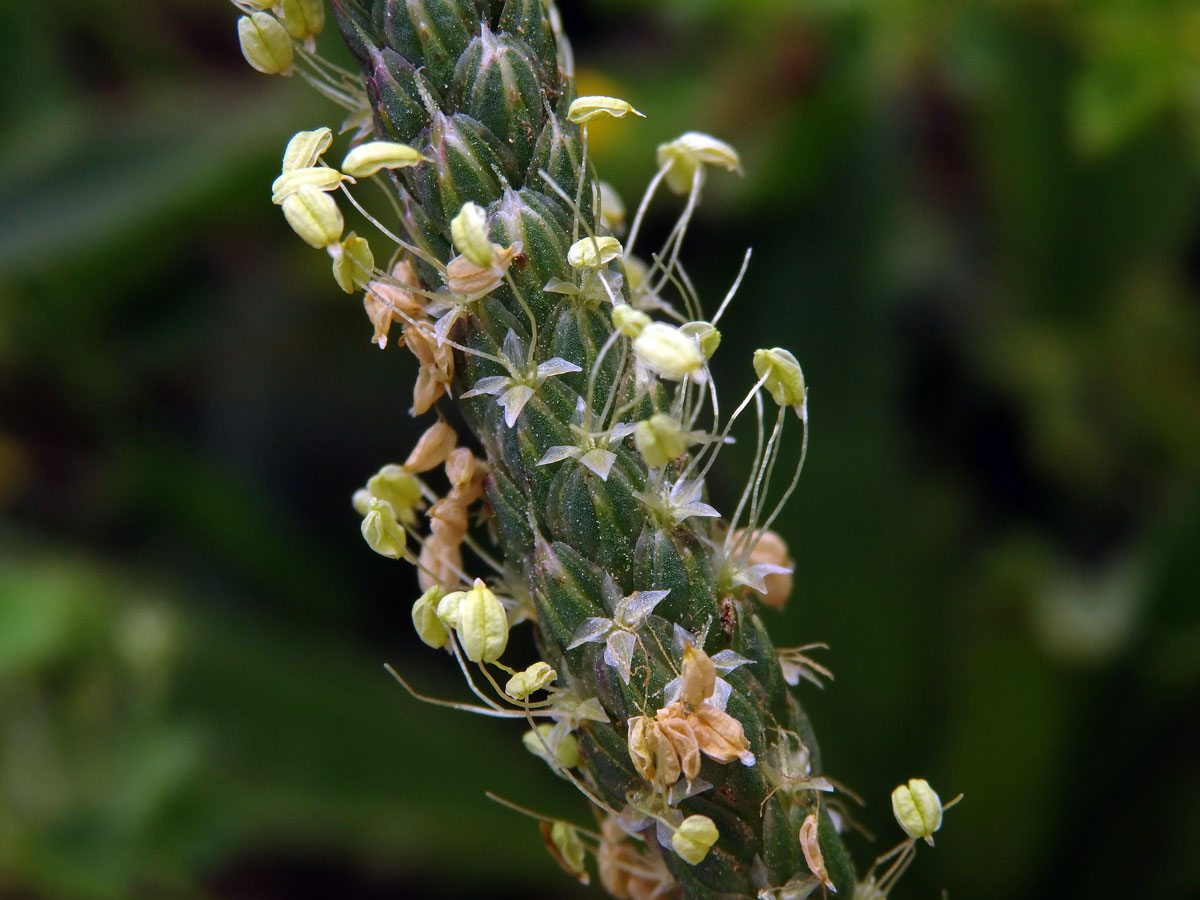 Jitrocel (Plantago peloritana (Lojac.) Gillett)