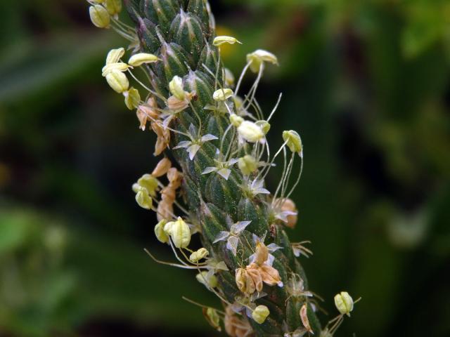 Jitrocel (Plantago peloritana (Lojac.) Gillett)