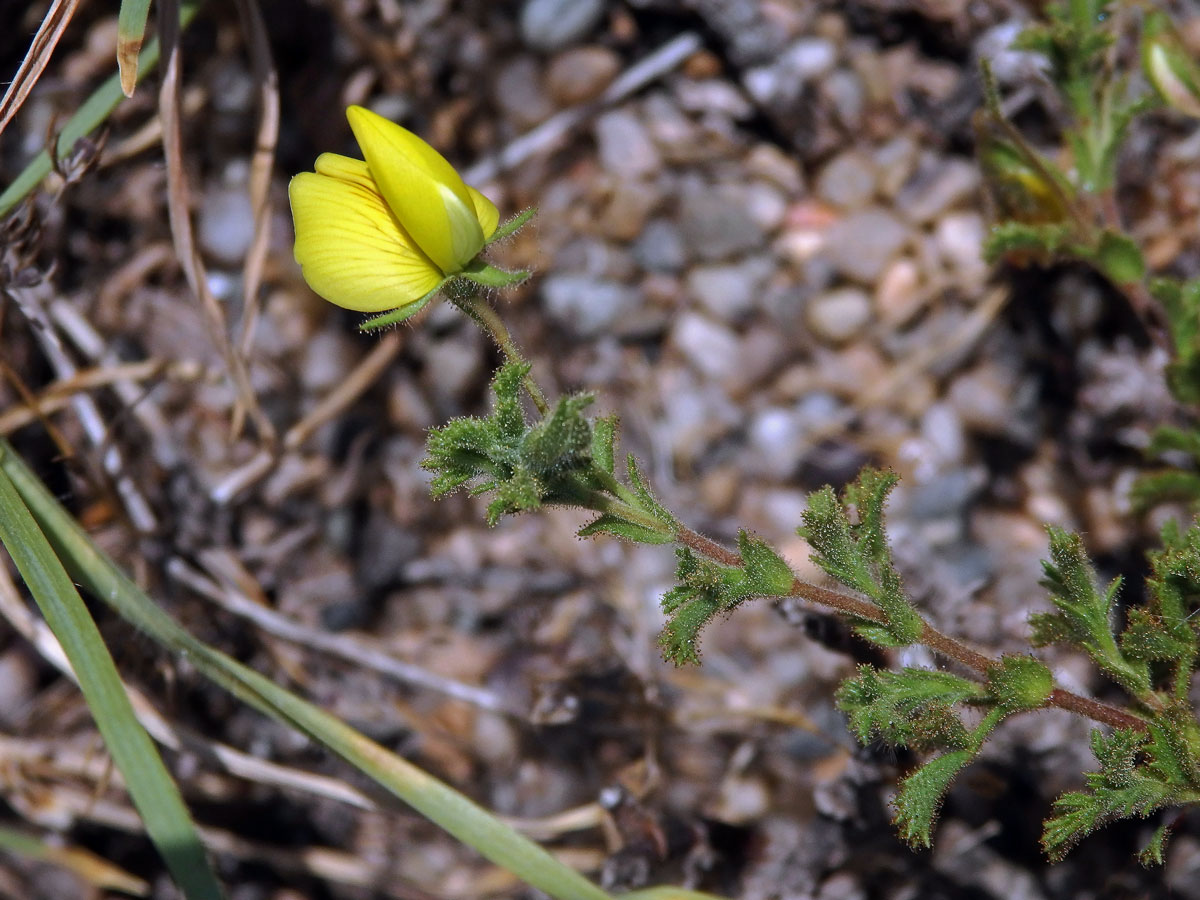 Jehlice (Ononis viscosa L.)