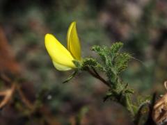 Jehlice (Ononis viscosa L.)