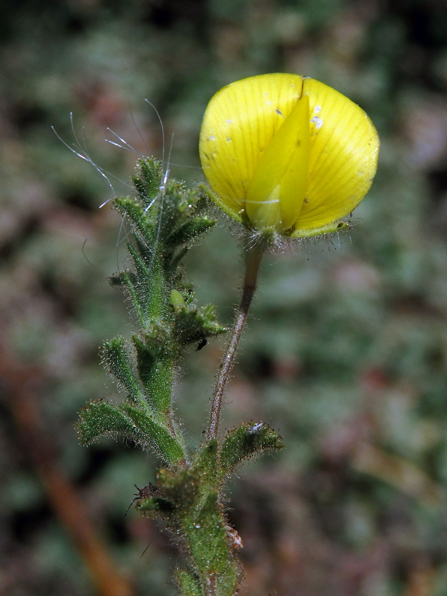 Jehlice (Ononis viscosa L.)