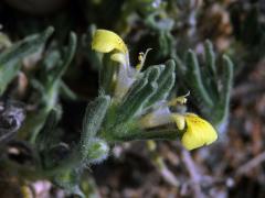 Zběhovec (Ajuga bobycina Boiss.)