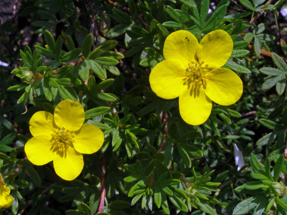 Mochna křovitá (Potentilla fructicosa L.)