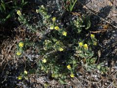 Zběhovec (Ajuga bobycina Boiss.)