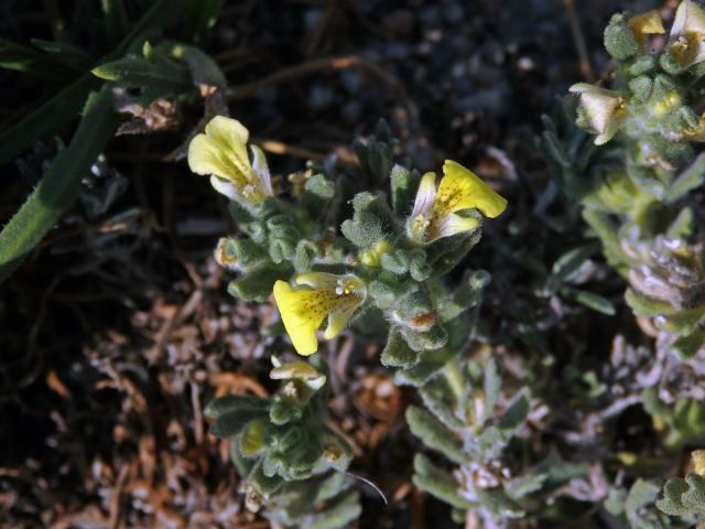 Zběhovec (Ajuga bobycina Boiss.)