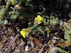 Zběhovec (Ajuga bobycina Boiss.)