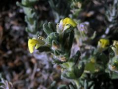 Zběhovec (Ajuga bobycina Boiss.)