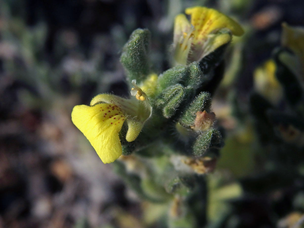 Zběhovec (Ajuga bobycina Boiss.)