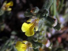 Zběhovec (Ajuga bobycina Boiss.)