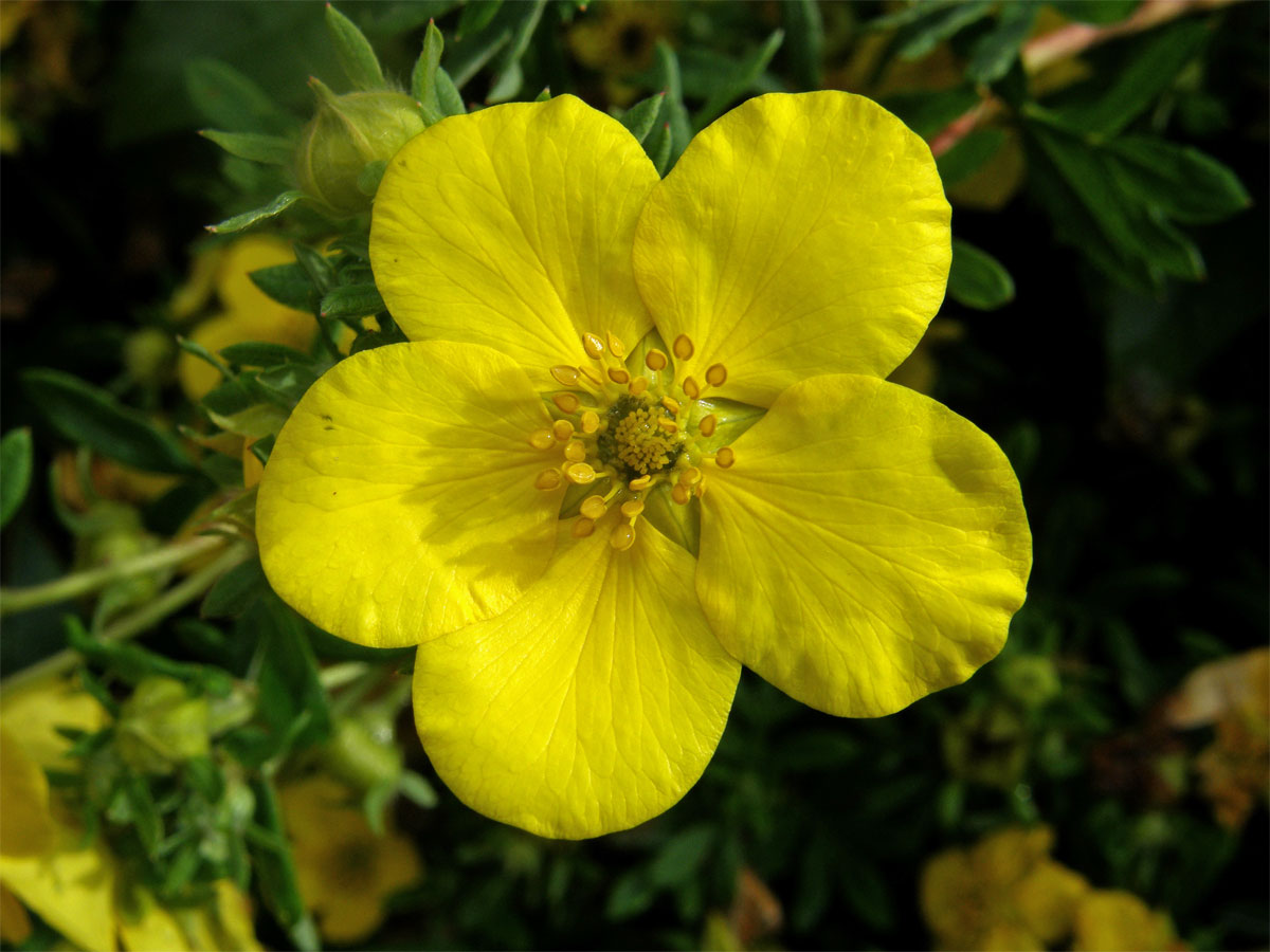 Mochna křovitá (Potentilla fructicosa L.)