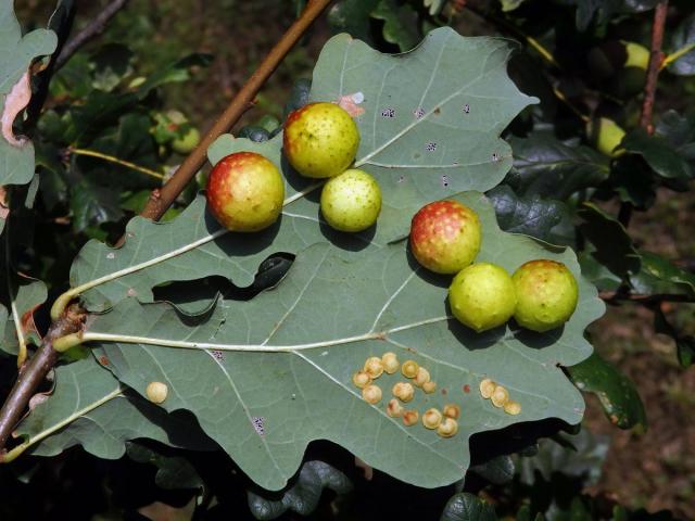 Hálky žlabatky dubové (Cynips quercusfolii)