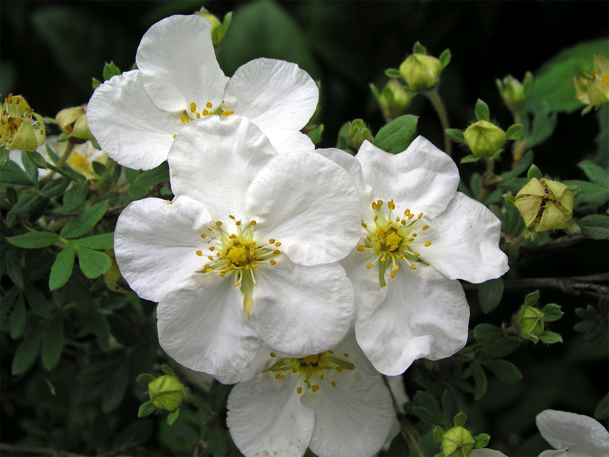 Mochna křovitá (Potentilla fructicosa L.)