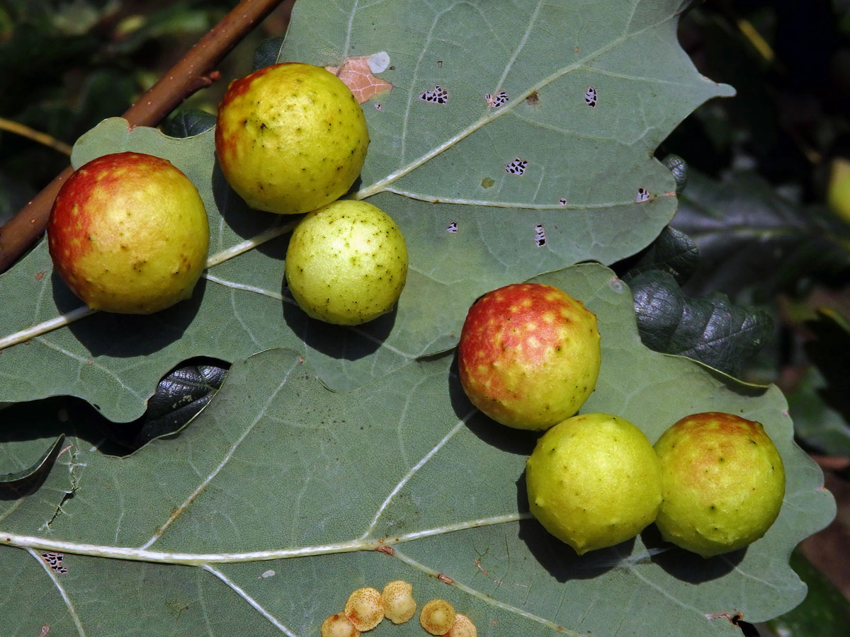 Hálky žlabatky dubové (Cynips quercusfolii)