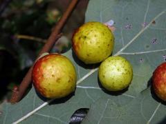 Hálky žlabatky dubové (Cynips quercusfolii)