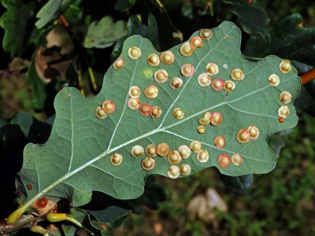 Hálky žlabatky hráškové (Neuroterus quercusbaccarum) - letní generace