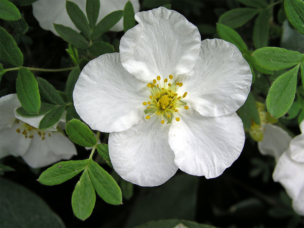 Mochna křovitá (Potentilla fructicosa L.)