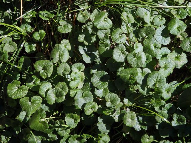 Popenec obecný (Glechoma hederacea L.)