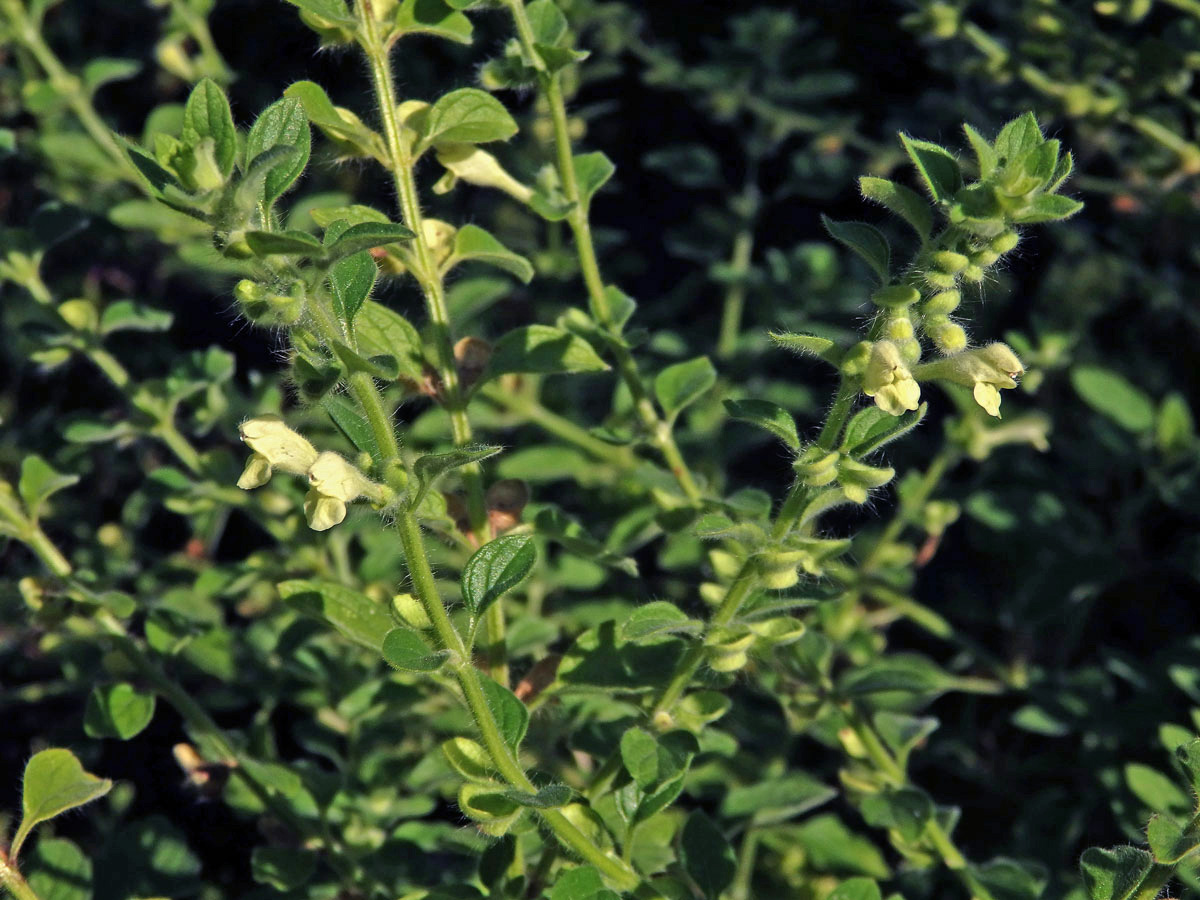 Šišák (Scutellaria albida L.)