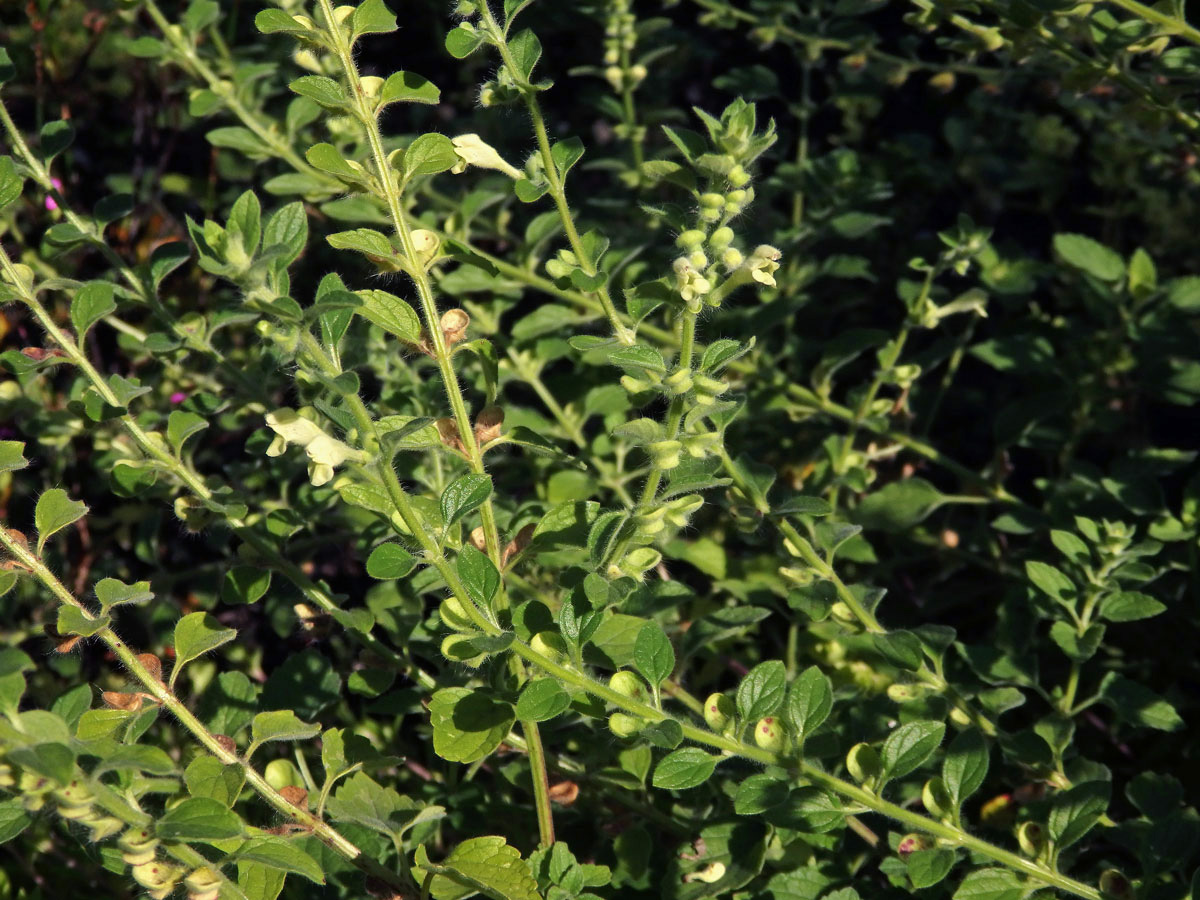 Šišák (Scutellaria albida L.)