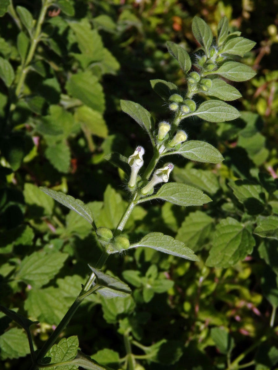 Šišák (Scutellaria albida L.)