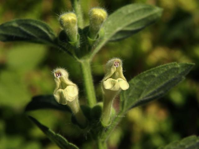 Šišák (Scutellaria albida L.)