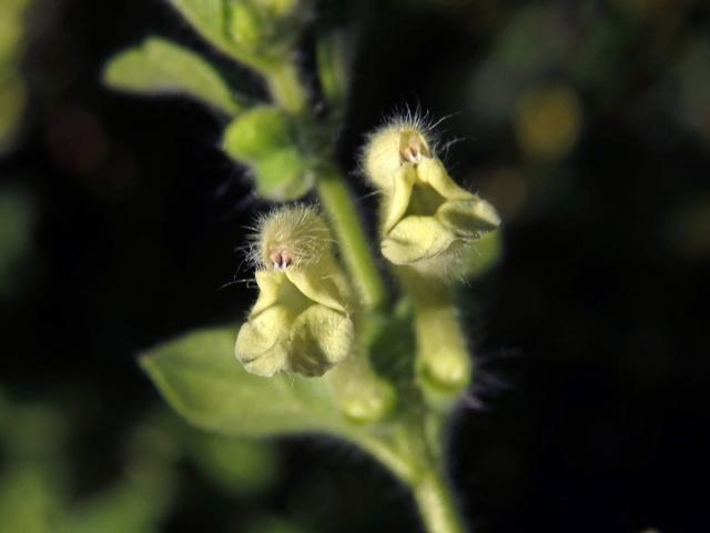 Šišák (Scutellaria albida L.)