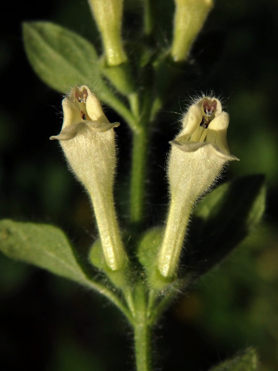 Šišák (Scutellaria albida L.)