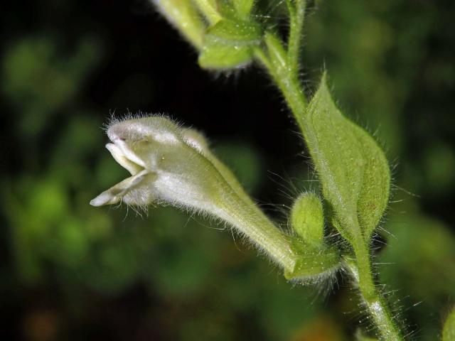 Šišák (Scutellaria albida L.)