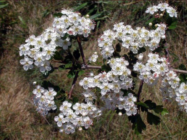 Hloh obecný (Crataegus laevigata (Poiret) DC.)