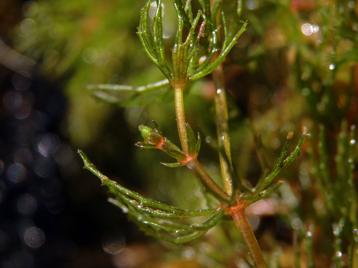 Růžkatec ostnitý (Ceratophyllum demersum L.)