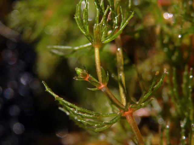 Růžkatec ostnitý (Ceratophyllum demersum L.)