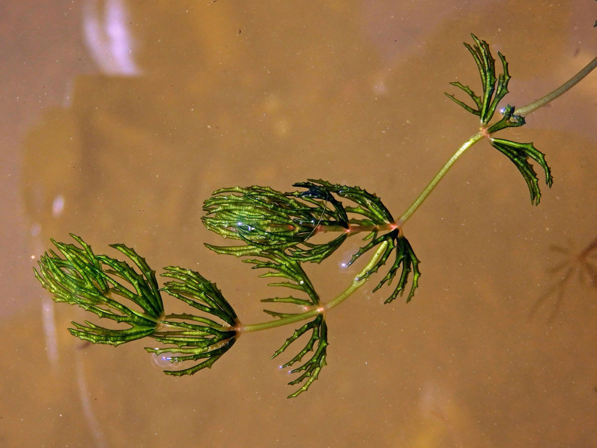 Růžkatec ostnitý (Ceratophyllum demersum L.)