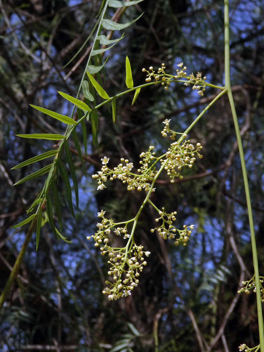 Pepřovec obecný (Schinus molle L.)