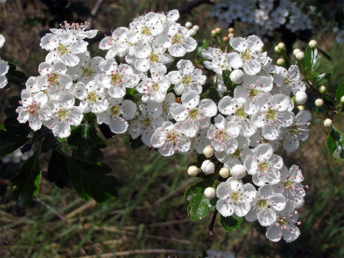 Hloh obecný (Crataegus laevigata (Poiret) DC.)