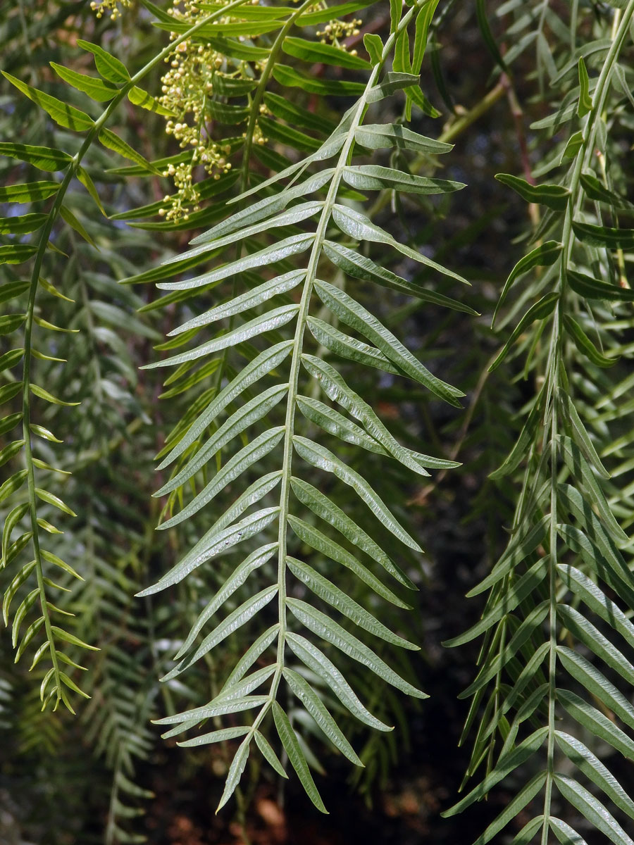 Pepřovec obecný (Schinus molle L.)