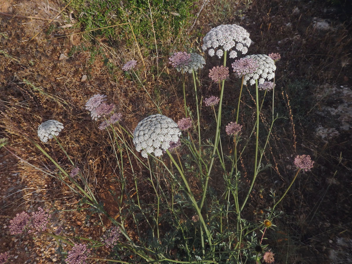 Mrkev (Daucus gingidium L.)