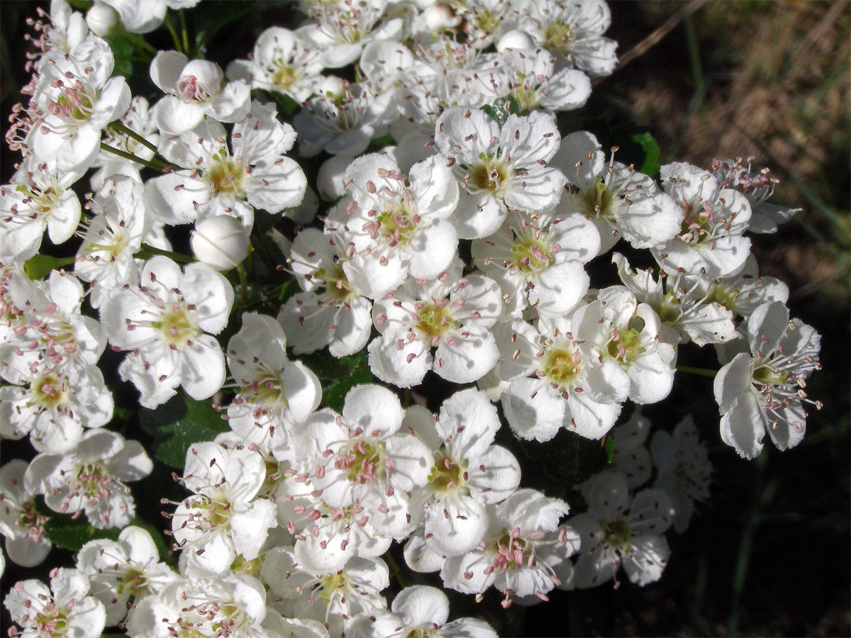 Hloh obecný (Crataegus laevigata (Poiret) DC.)