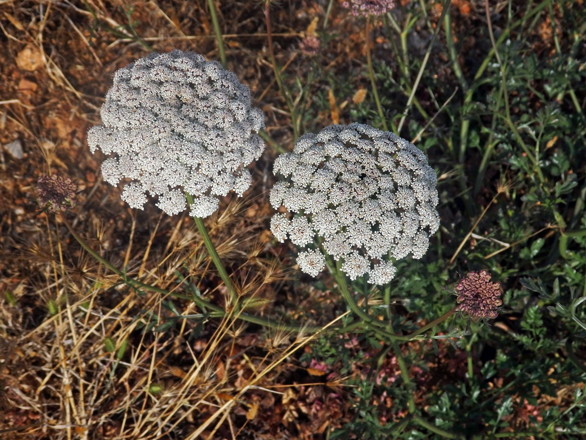 Mrkev (Daucus gingidium L.)