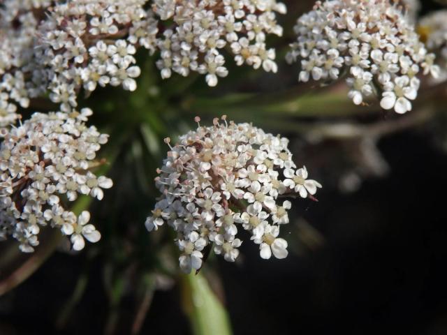 Mrkev (Daucus gingidium L.)