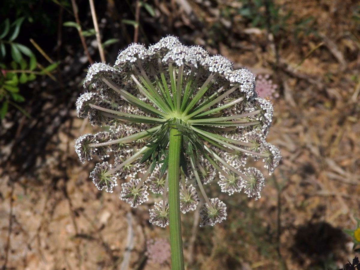 Mrkev (Daucus gingidium L.)