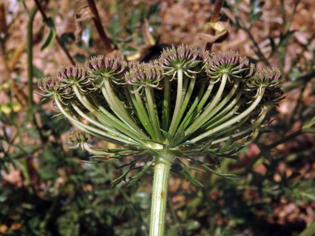 Mrkev (Daucus gingidium L.)