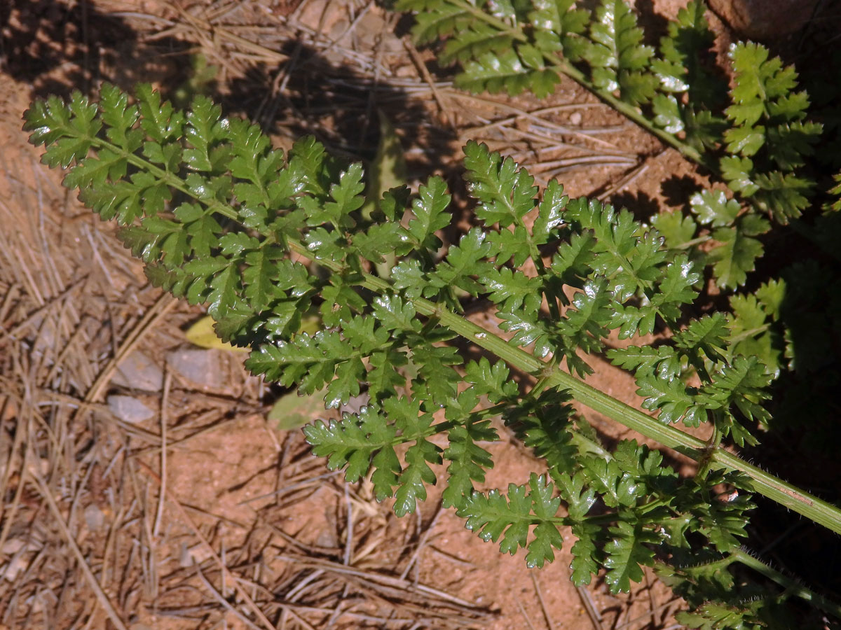 Mrkev (Daucus gingidium L.)