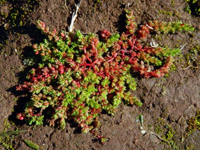 Tlustice (Crassula tillaea Lester-Garland)