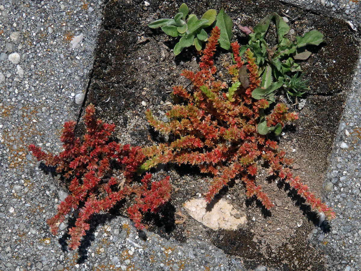 Tlustice (Crassula tillaea Lester-Garland)