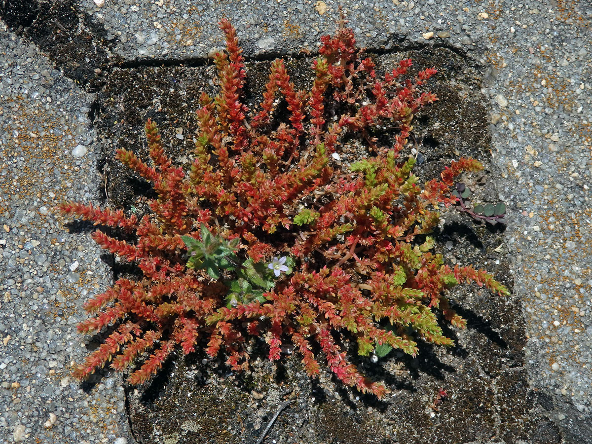 Tlustice (Crassula tillaea Lester-Garland)