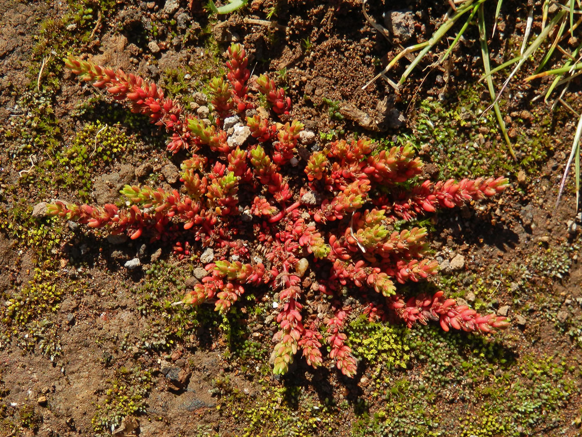 Tlustice (Crassula tillaea Lester-Garland)