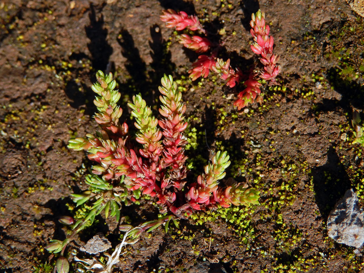 Tlustice (Crassula tillaea Lester-Garland)