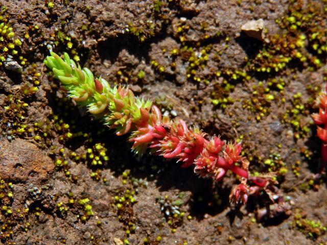 Tlustice (Crassula tillaea Lester-Garland)