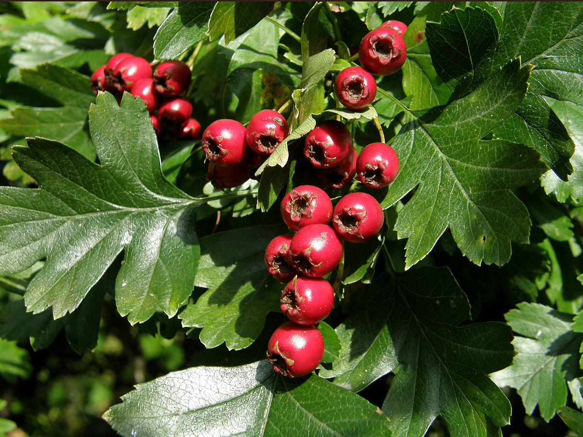 Hloh obecný (Crataegus laevigata (Poiret) DC.)