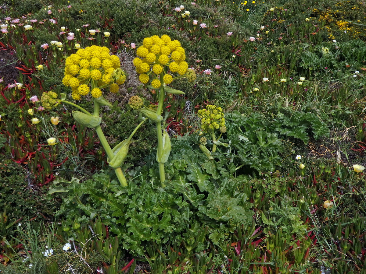 Čuřidlo huňaté (Thapsia villosa L.)